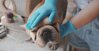 FINITEX Pet Grooming Nitrile Gloves